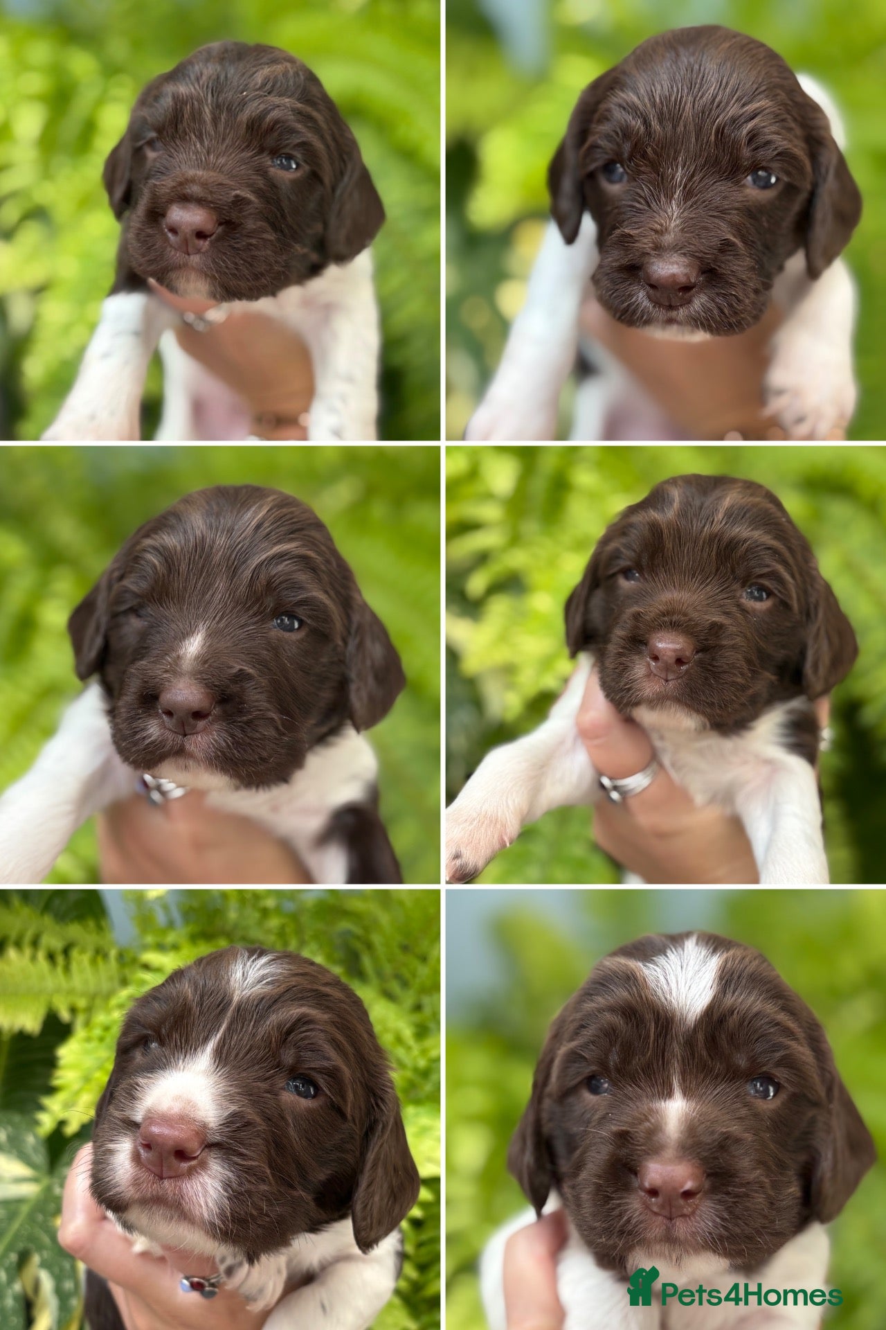 English Springer Spaniel dogs KC English Springer Spaniels liver and white  - Advert 2