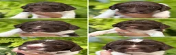 English Springer Spaniel dogs for sale: KC English Springer Spaniels liver and white  - Advert 1