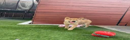 Japanese Shiba Inu dogs for sale: KC registered Japanese Shiba Inu puppies - Advert 3