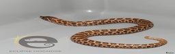 Snake reptiles for sale: Hognose snakes  - Advert 8