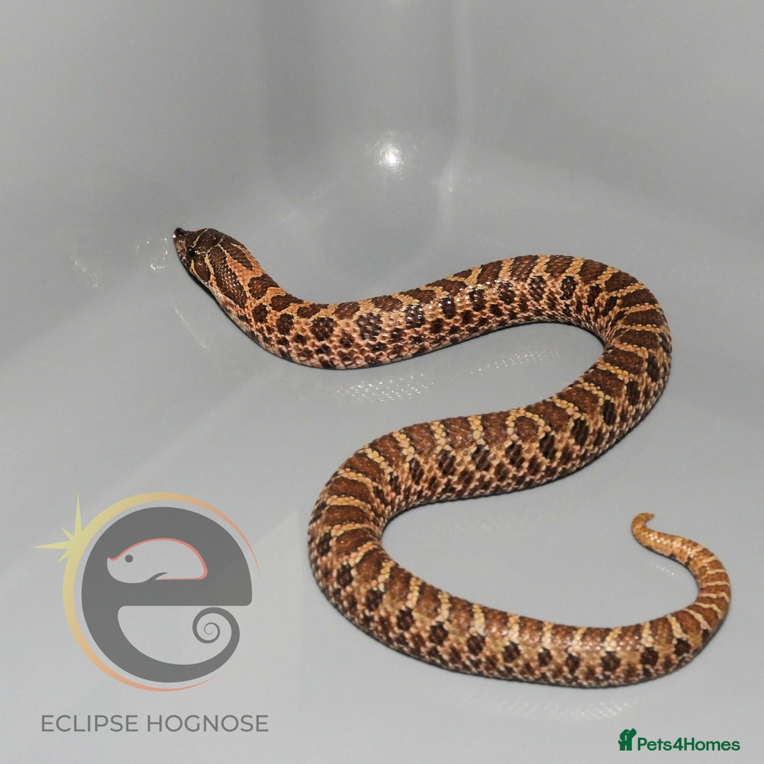 Snake reptiles for sale: Hognose snakes  - Image 15