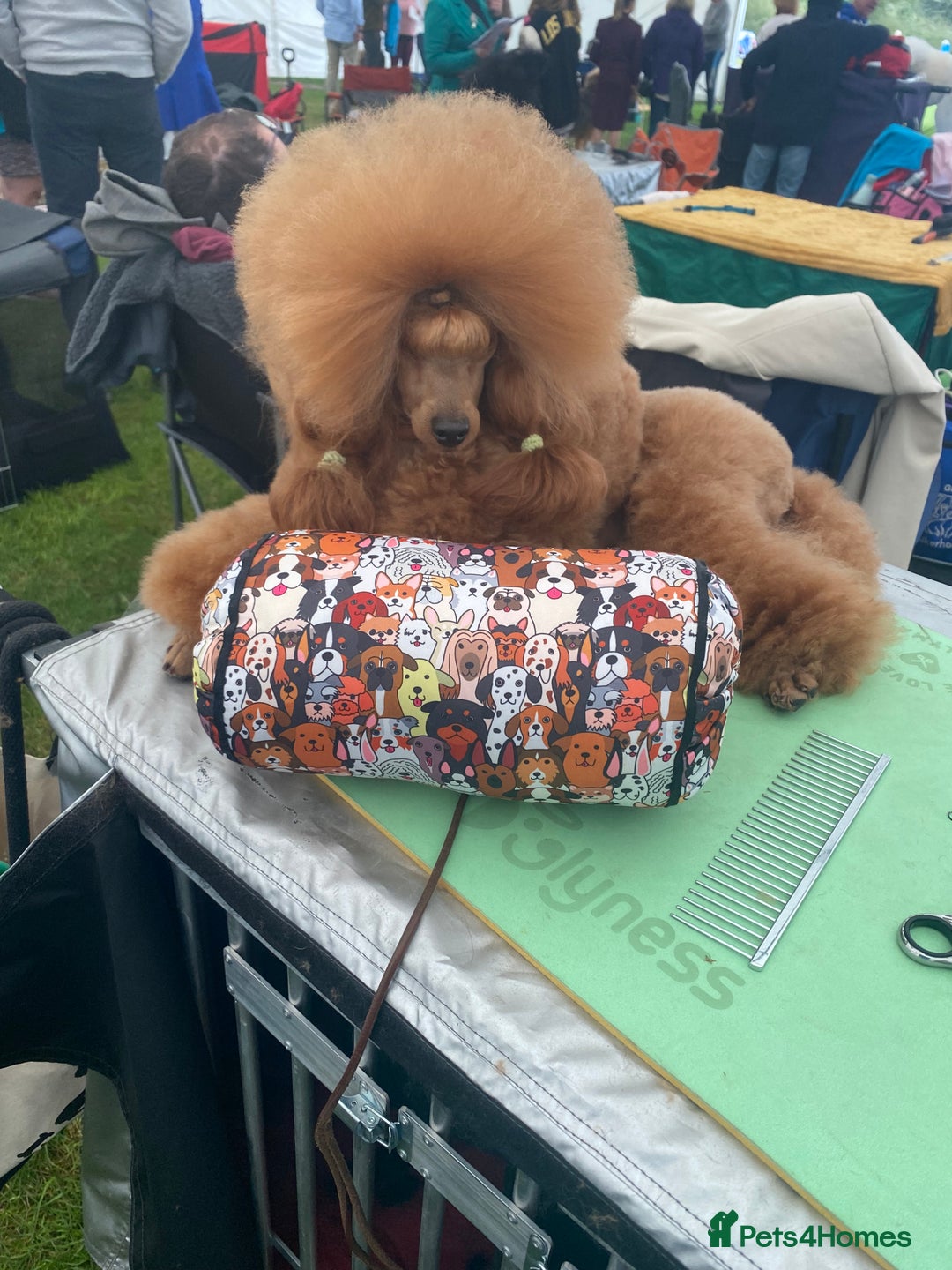 Toy Poodle dogs for sale: ⭐️ Licensed Breeder ⭐️ Toy Poodles Show Lines - Image 4