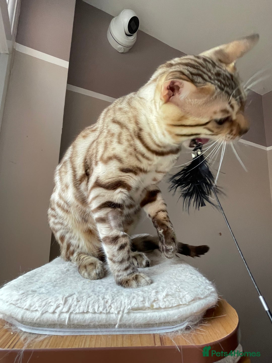 Bengal cats for sale: Beautiful Bengal boy - Image 14
