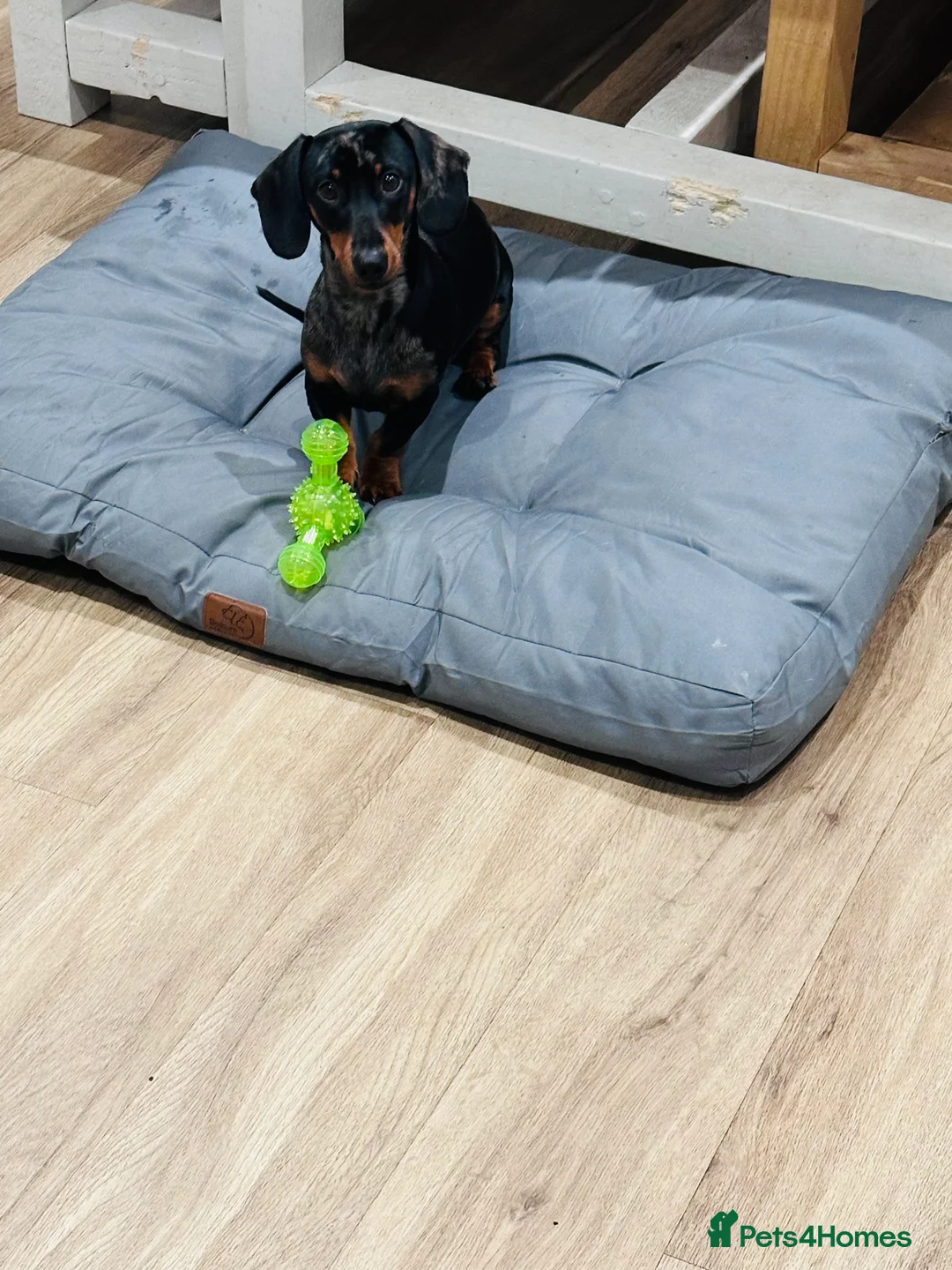 Dachshund dogs for sale: 1 Year Old Boris looking for his forever home  - Advert 3