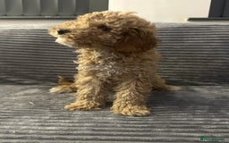 Goldendoodle dogs for sale: Adorable golden doodles - Image 5