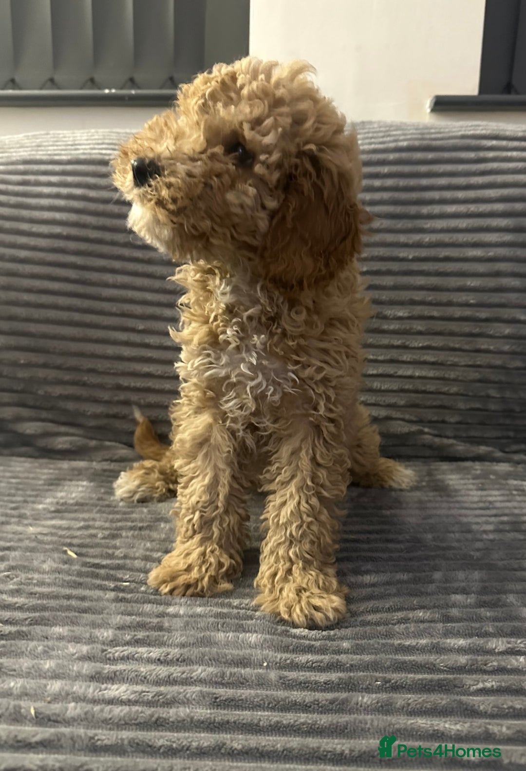 Goldendoodle dogs for sale: Adorable golden doodles - Image 5