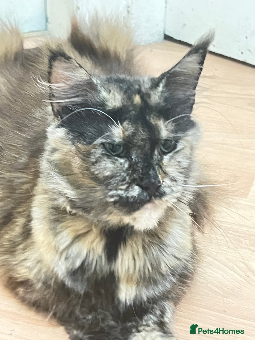 Maine Coon cats for sale: Female MaineCoon  Imported, Loving Home Needed   - Image 3