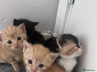 Mixed Breed cats Litter of 6 kittens- ginger/multi - Advert 1
