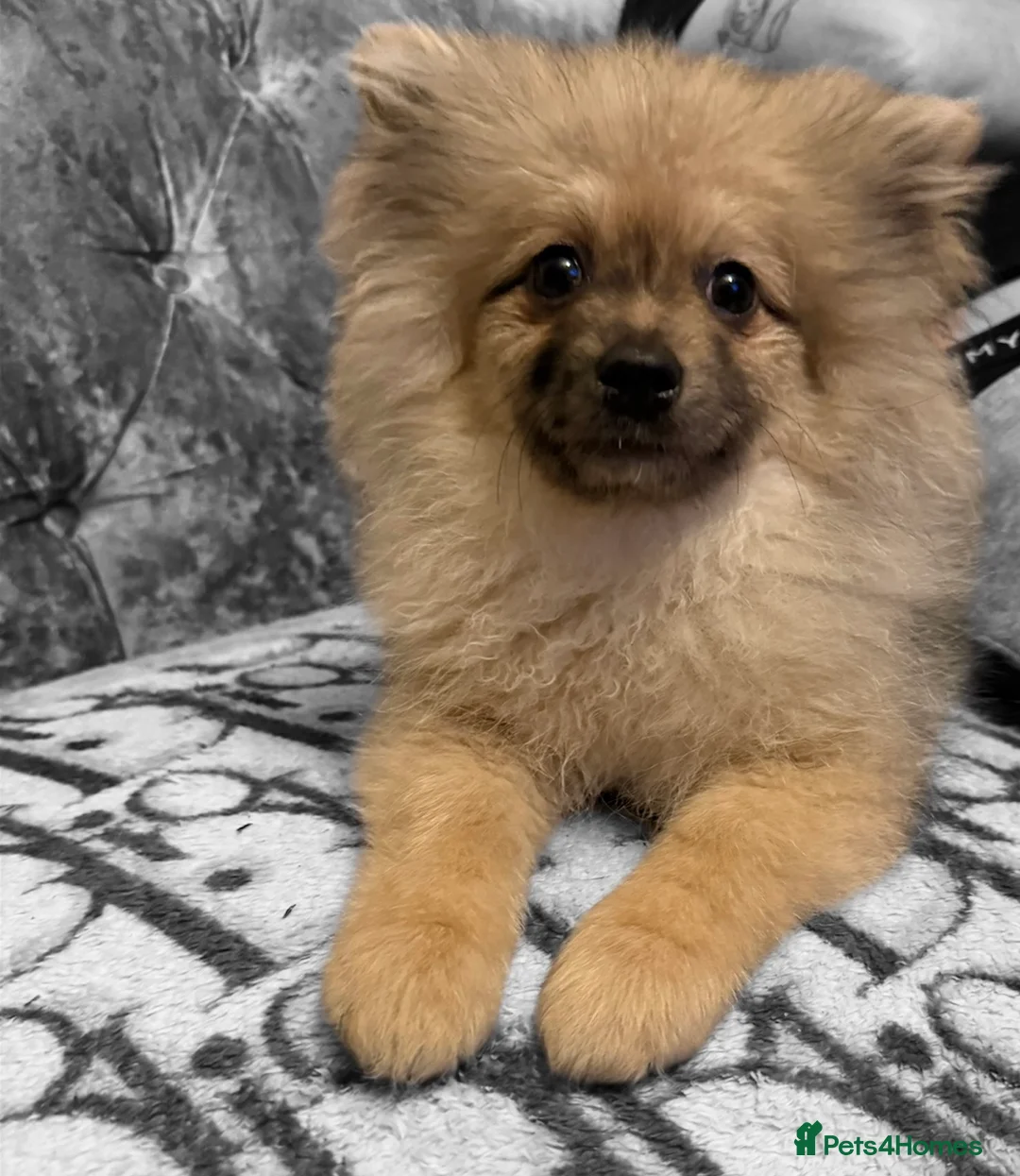 Pomeranian dogs for sale: STUNNING POMERANIAN BOY 💙 - Advert 2