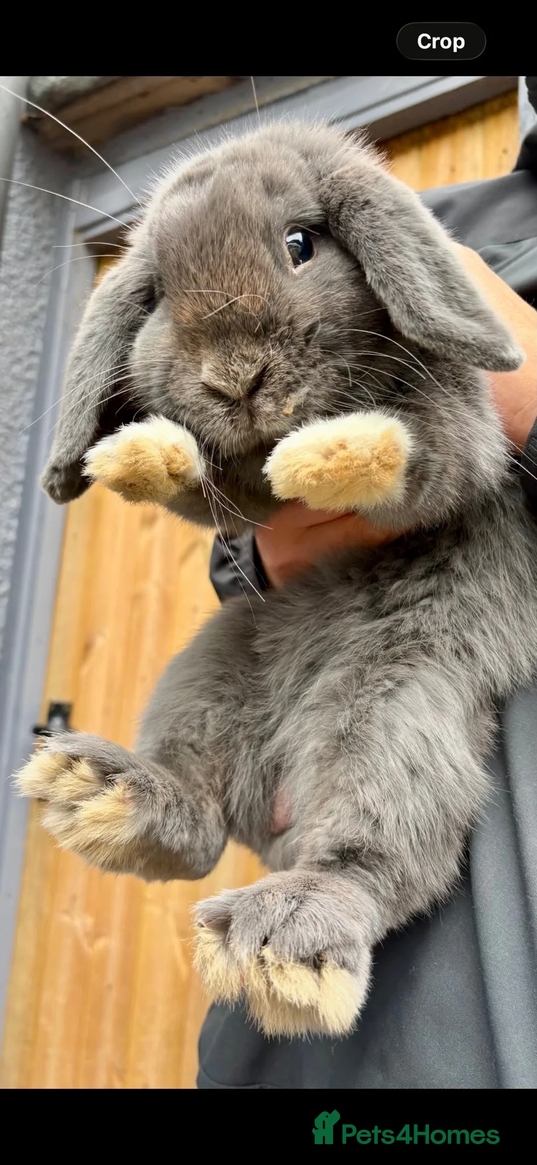 Mini Lop rabbits for sale: 6 month old Blue Mini Lop Buck  - Advert 5