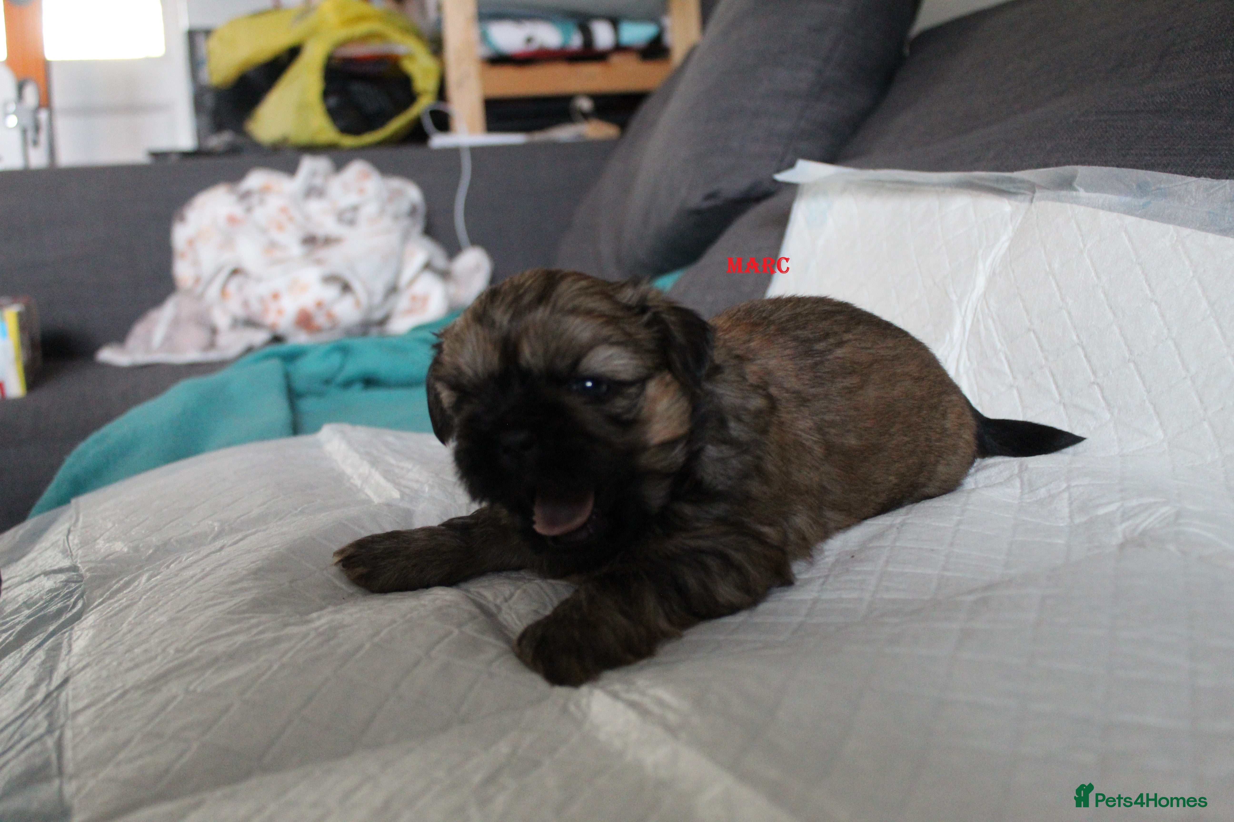 Shih Tzu dogs LOVELY SHIH TZU PUPPIES LIVER GENE  - Advert 3