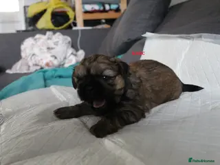 Shih Tzu dogs LOVELY SHIH TZU PUPPIES LIVER GENE - Advert 2