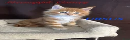Maine Coon cats for sale: TICA Registered Full Maine Coon Kittens - Advert 7