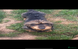 Miniature Dachshund dogs for sale: Wire haired dachshund  - Image 3