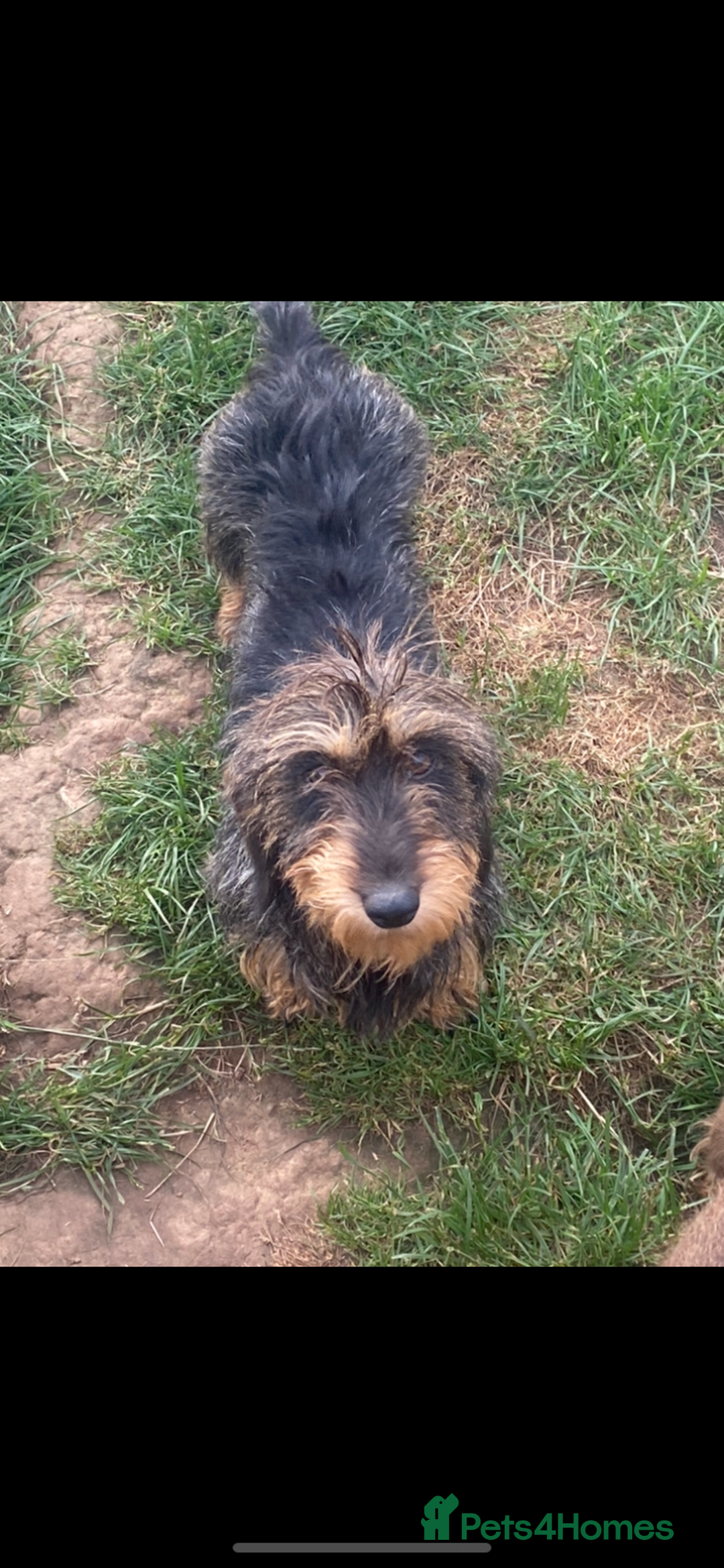 Miniature Dachshund dogs for sale: Wire haired dachshund  - Image 3