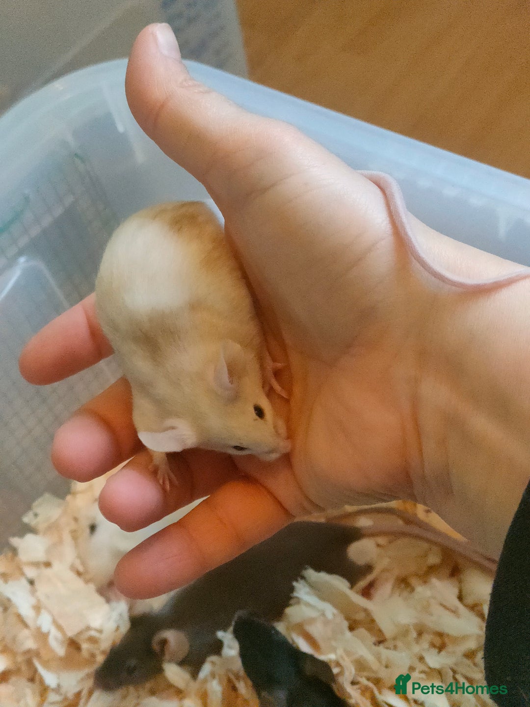 Mouse rodents for sale: Fancy mice *currently unavailable* - Advert 4