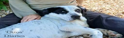 Mixed Breed dogs for adoption: Staffie wannabe OTTO, AVAILABLE FOR ADOPTION - Advert 26