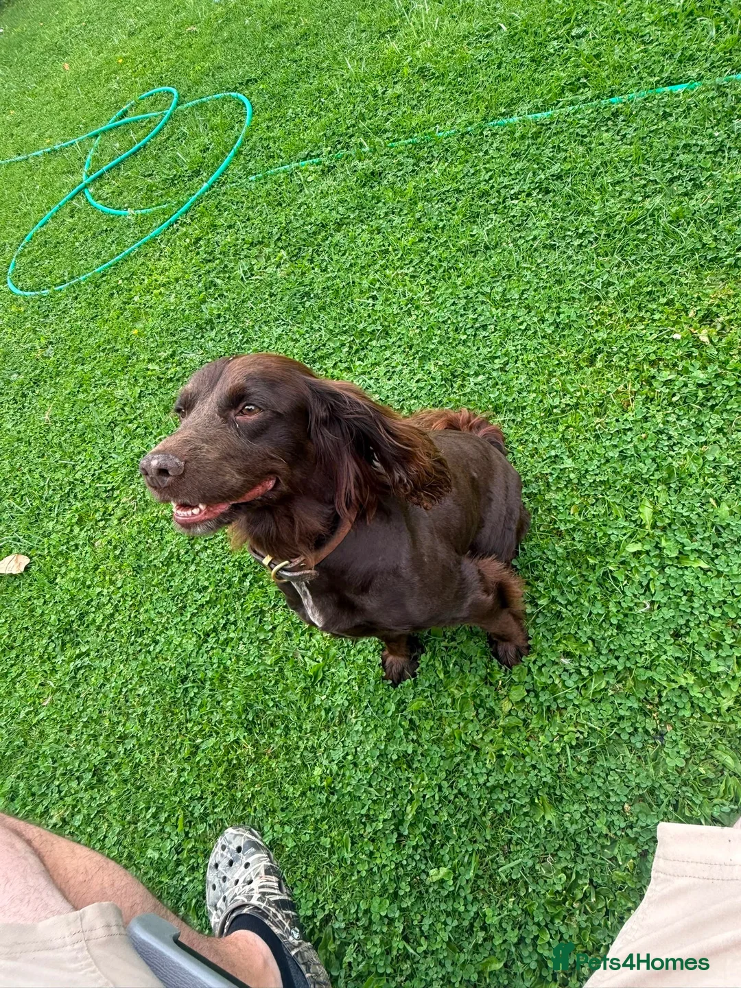 Cocker Spaniel dogs for sale: Cocker spaniel girl  - Advert 1