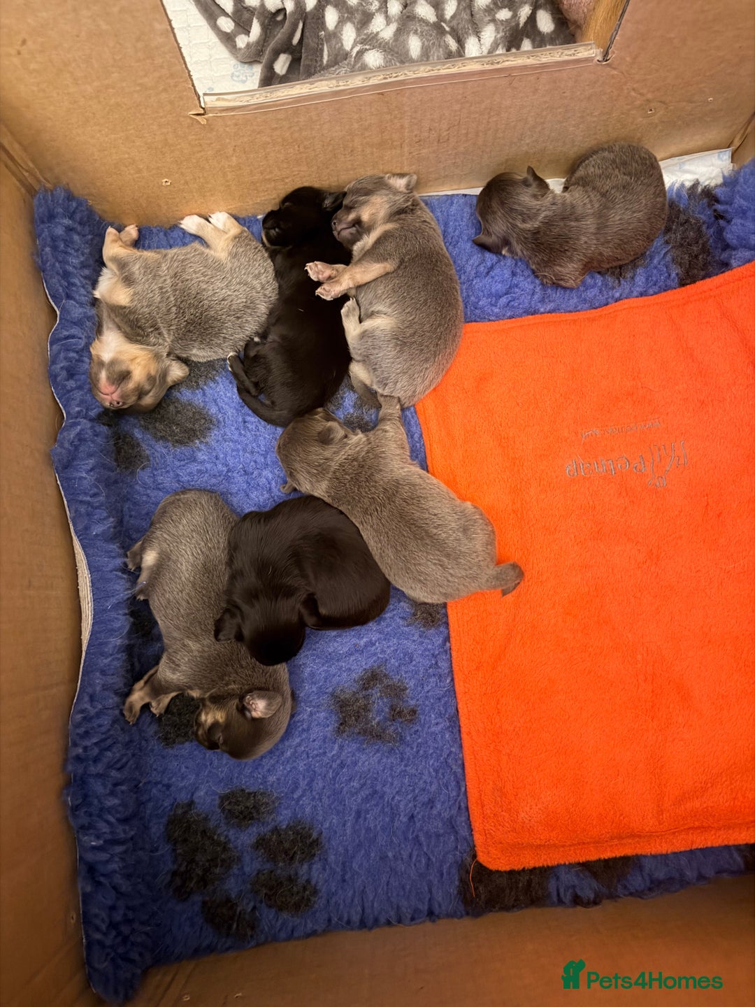 Pomchi dogs for sale: Beautiful litter of Pomchi - Advert 12