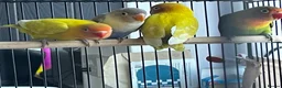 Lovebirds birds for sale: Lovebirds For Sale - Advert 6