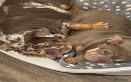 English Bulldog dogs for sale: Elsie  - Image 4
