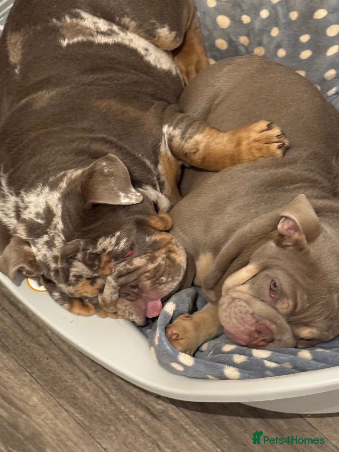 English Bulldog dogs for sale: Elsie  - Image 4