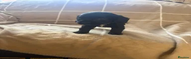 Cocker Spaniel 1