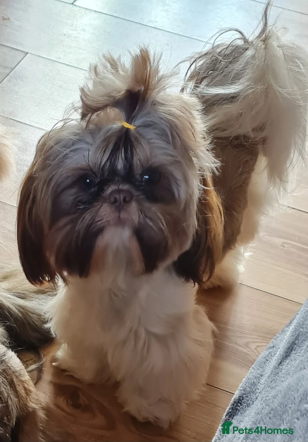 Shih Tzu dogs for sale: Imperial Shih Tzu female, 22 months KC registered. - Advert 12