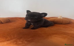 French Bulldog dogs for sale: Fluffy FrenchBulldogs - Image 10