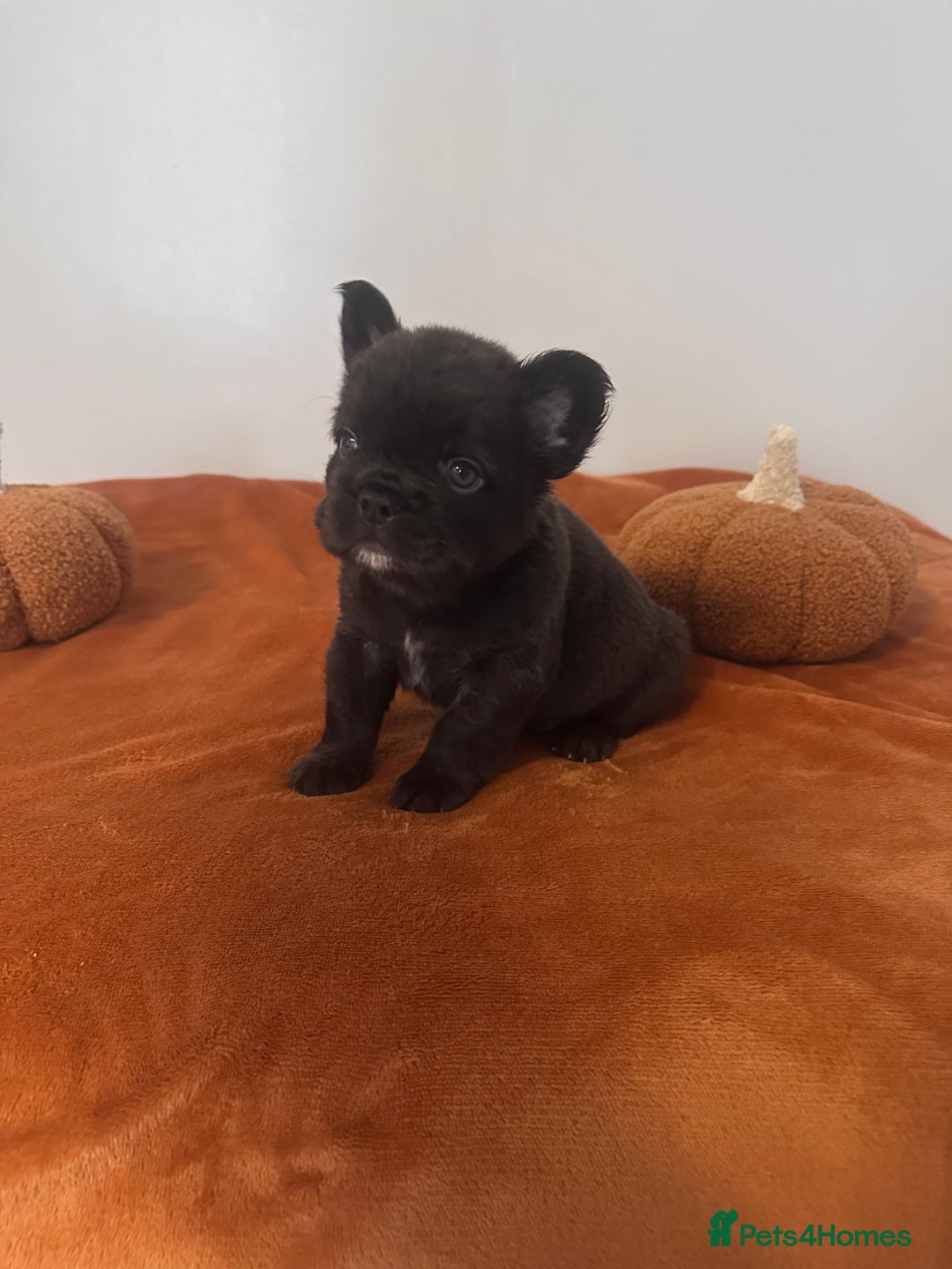 French Bulldog dogs for sale: Fluffy FrenchBulldogs - Image 10