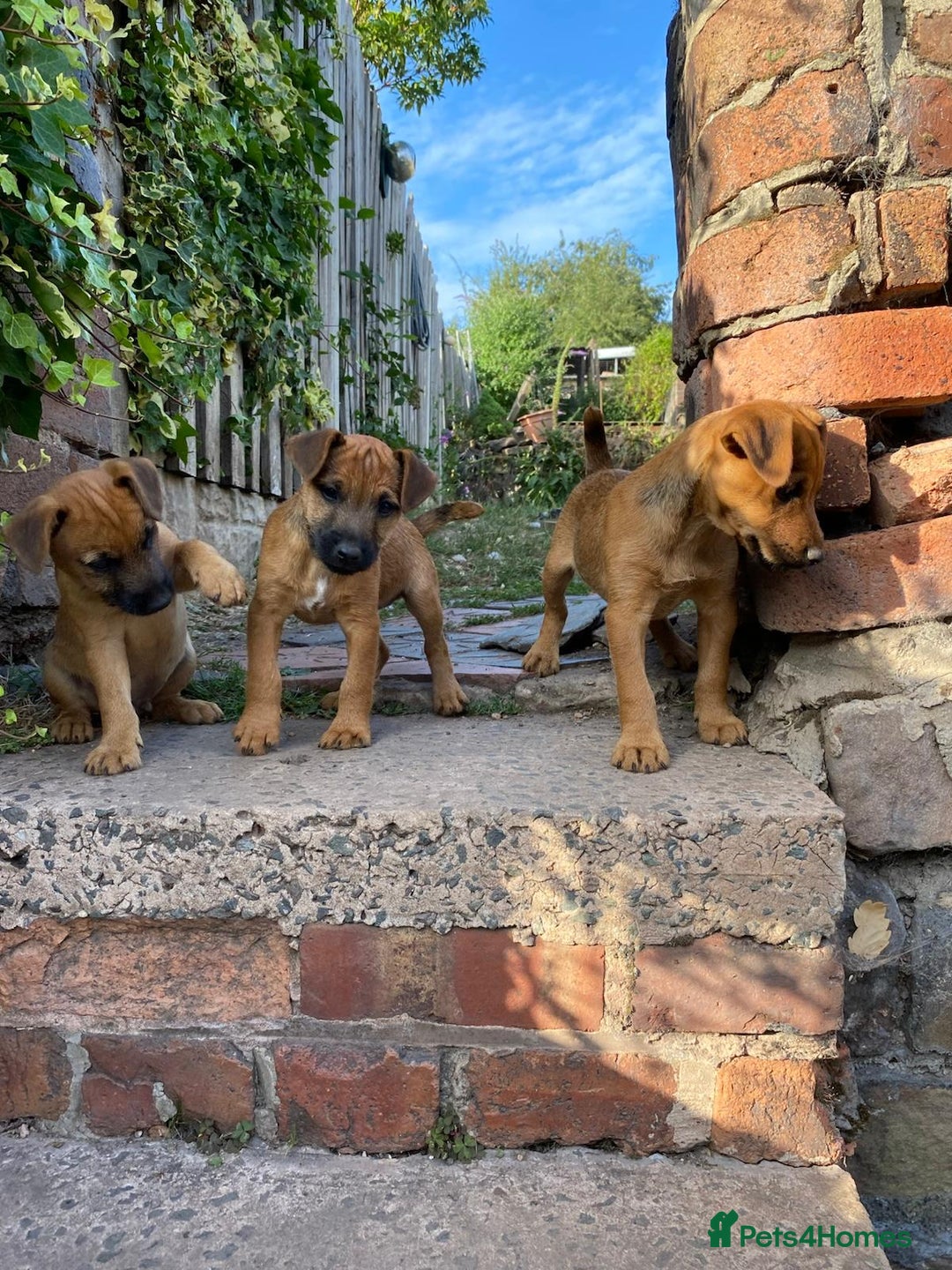 Lakeland Terrier dogs for sale: Working Lakeland Terrier Pups For Sale in Rotherham - Image 5