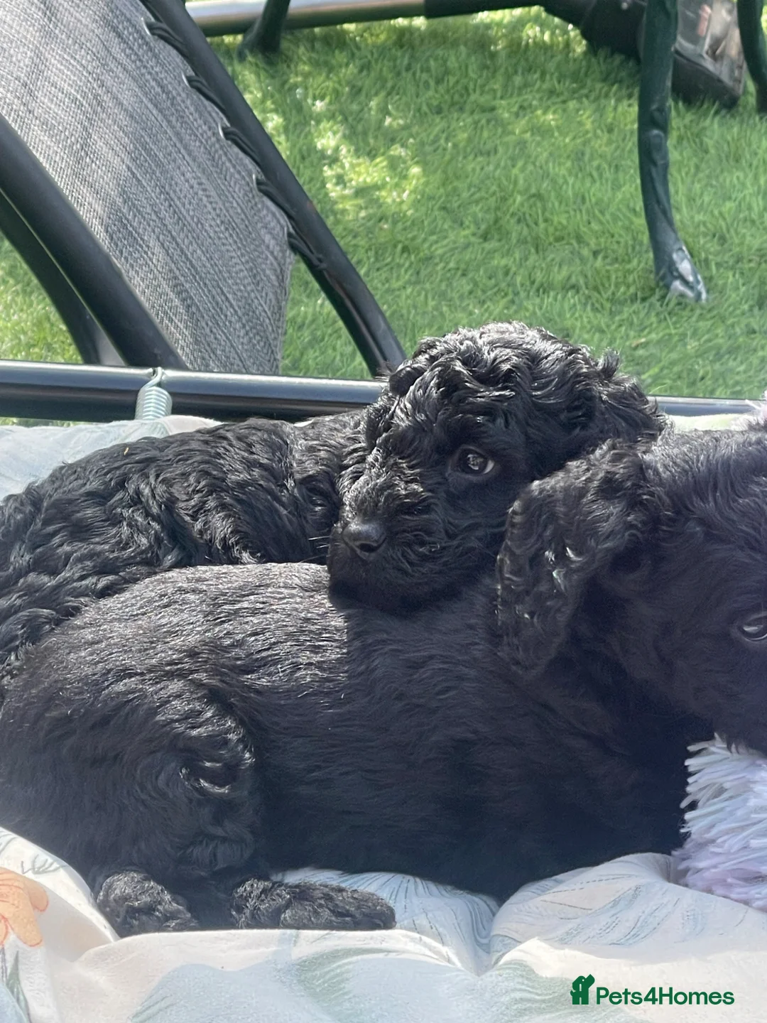 Australian Labradoodle dogs for sale: stunning miniature Labrado doodles - Advert 2