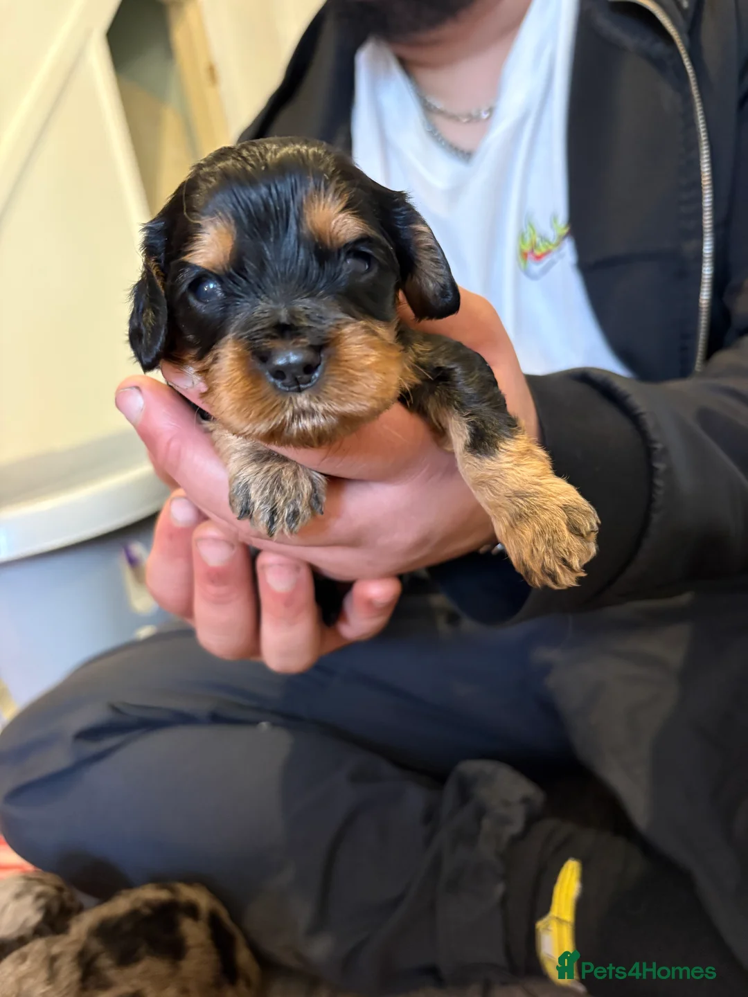 Mixed Breed dogs for sale: Cavapoo Puppies  - Advert 9