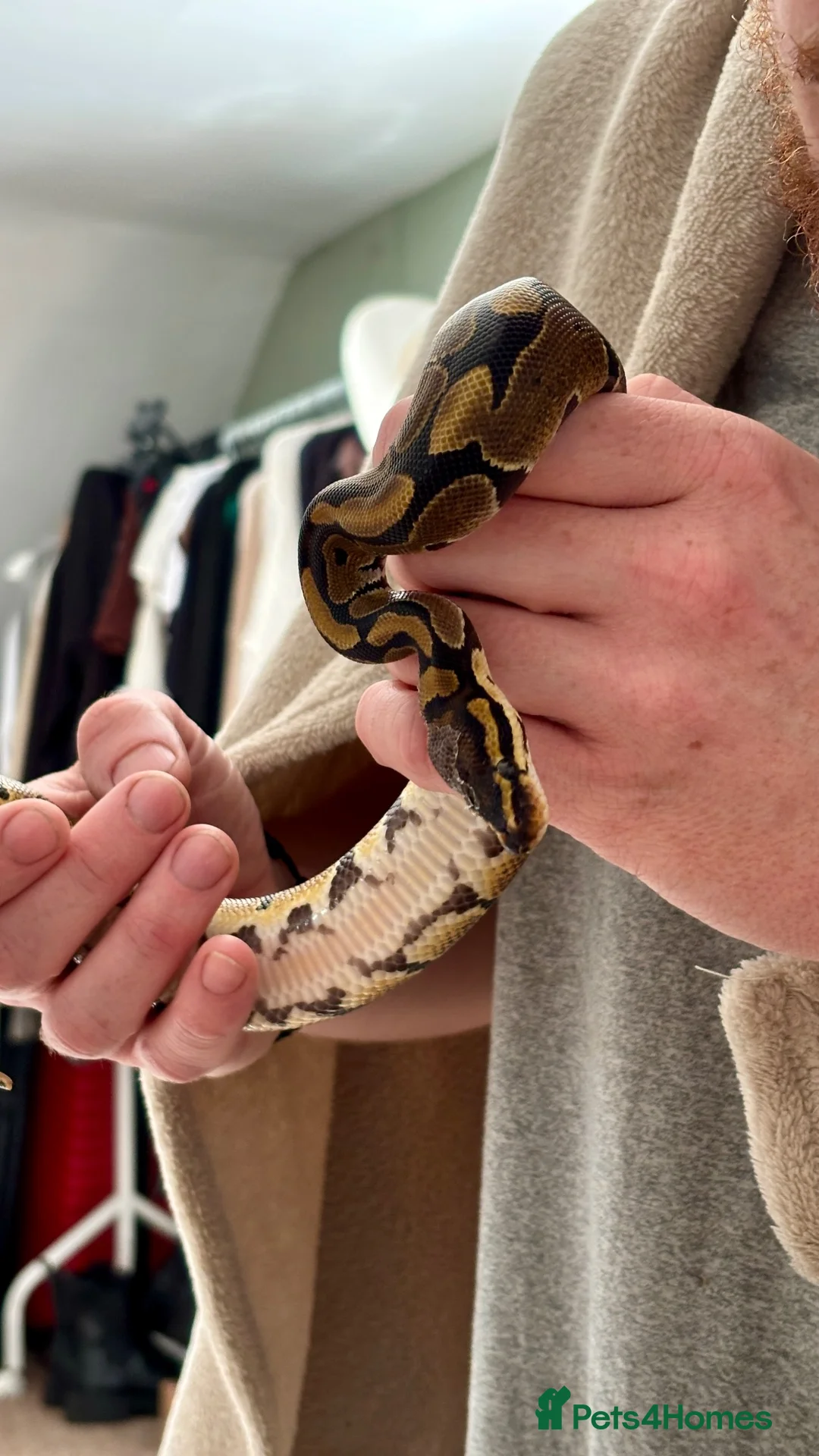 Python Snake reptiles for sale: 9 Month Ball Python - Advert 2