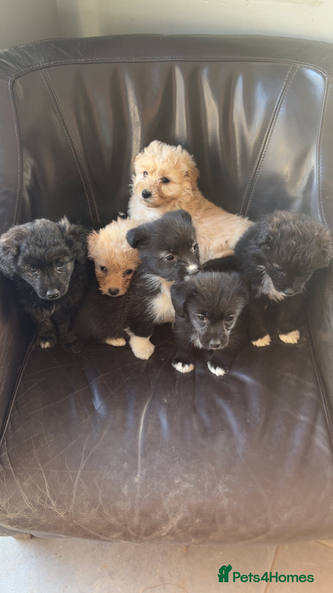 Mixed Breed dogs for sale: cavapoos in need for new home! - Advert 12