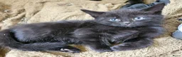 Maine Coon cats for sale: Beautiful black fluffy kittens - Advert 8
