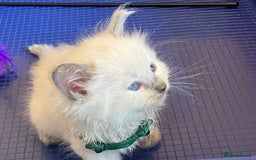 Ragdoll cats for sale: GCCF registered ChampionBloodline 5GENpedigree BSH - Image 4