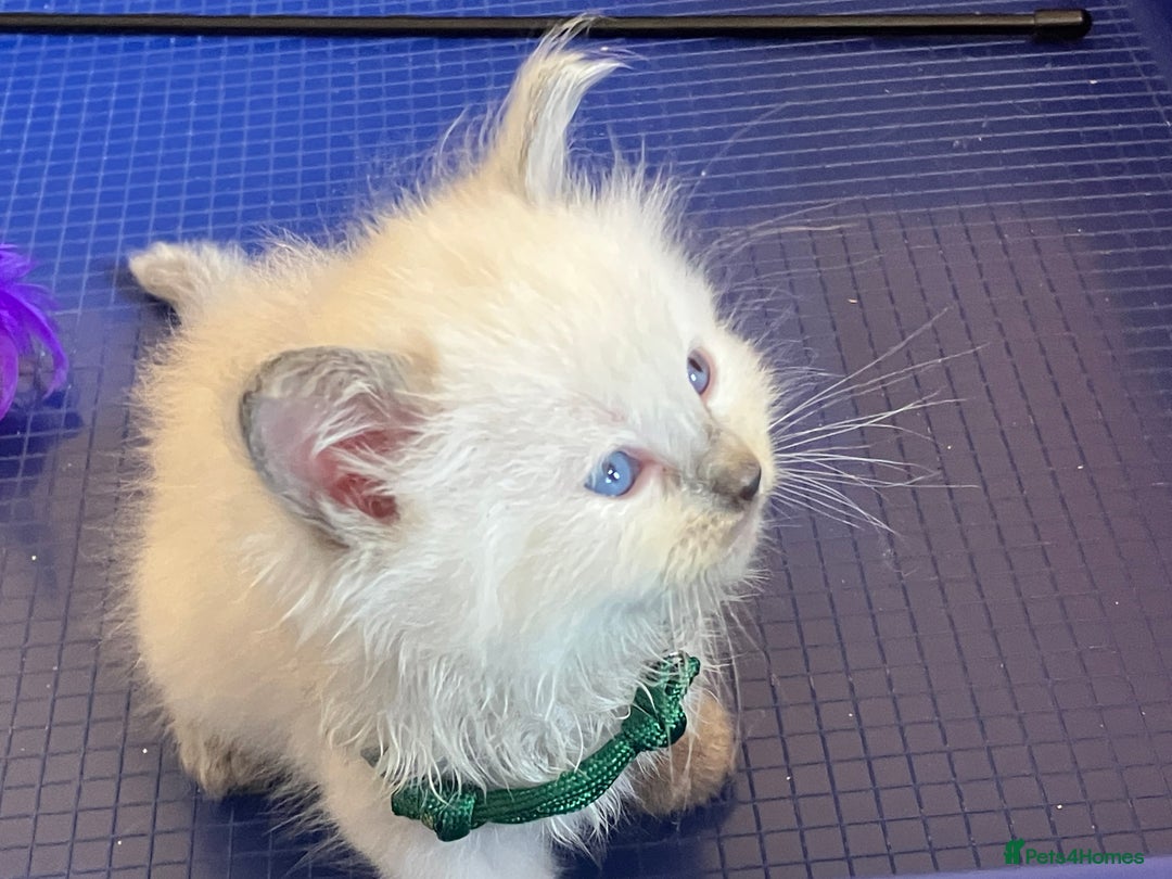 Ragdoll cats for sale: GCCF registered ChampionBloodline 5GENpedigree BSH - Image 4