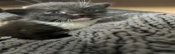 Mixed Breed cats for sale: Mixed Bengals  - Advert 12