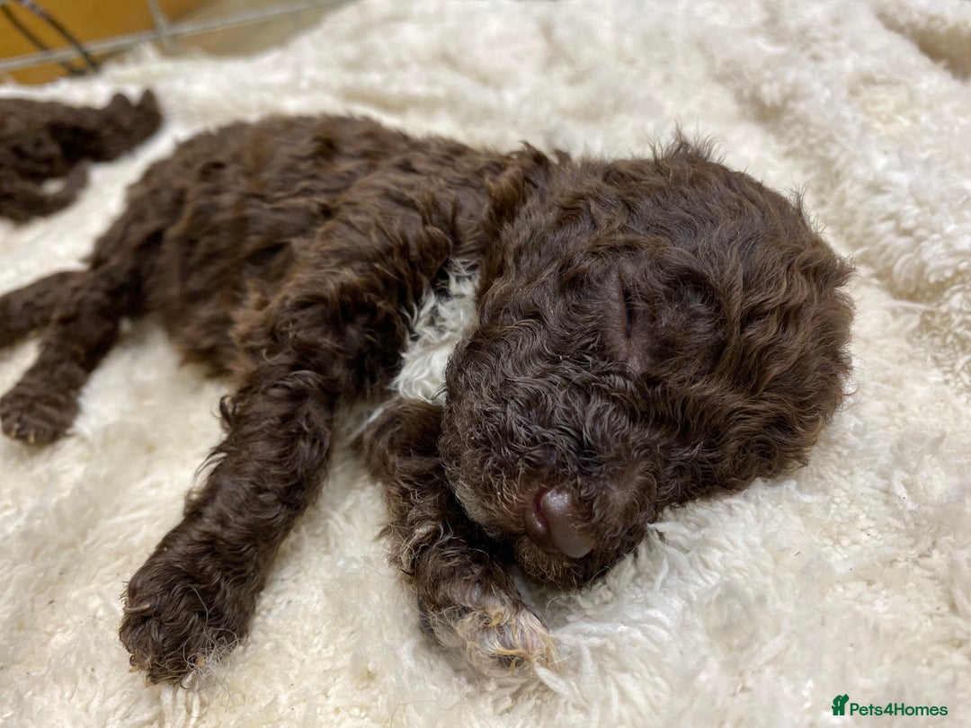 Lagotto Romagnolo dogs for sale: Lagotto Romagnolo puppies  - Advert 21