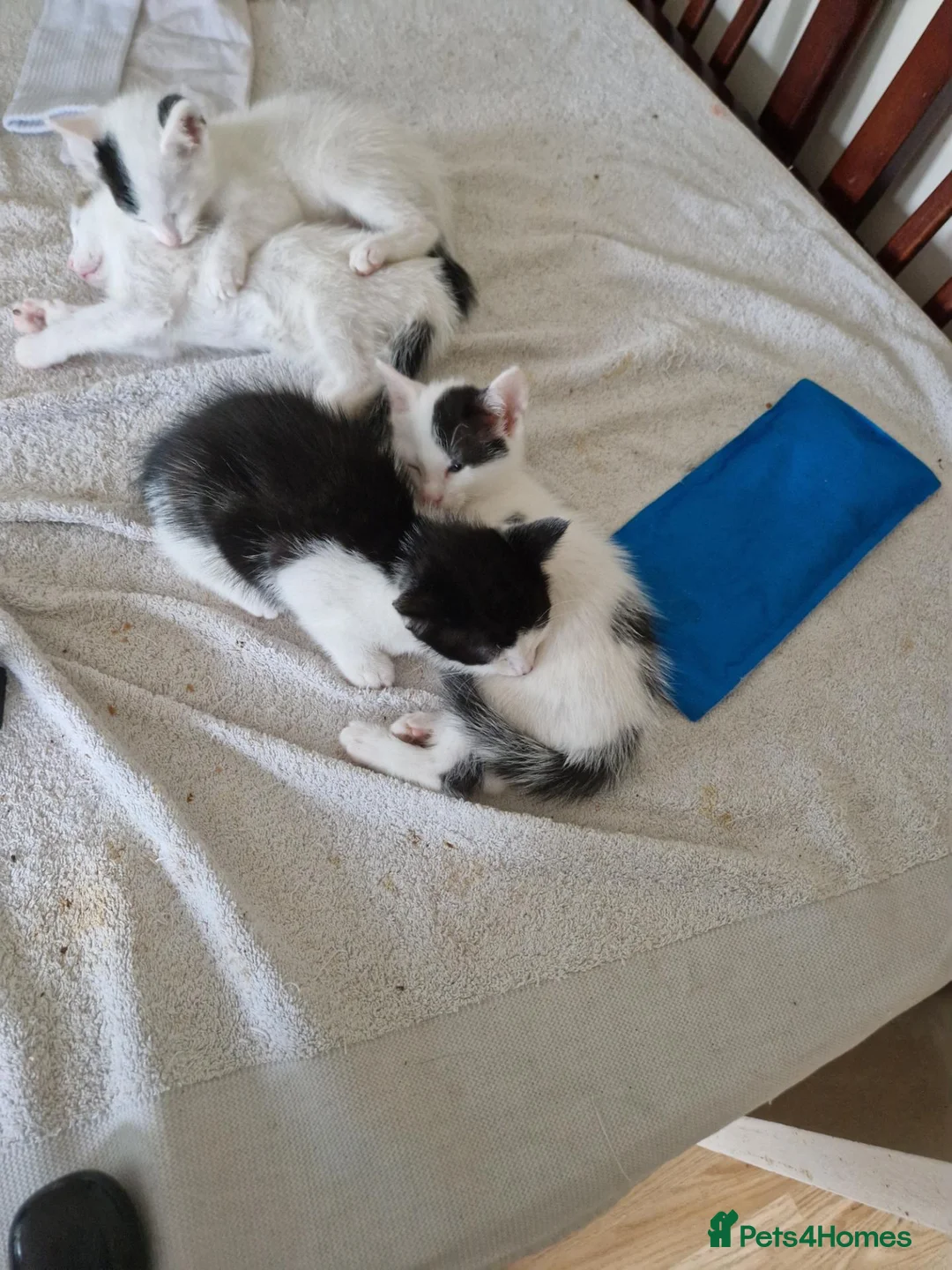 Mixed Breed cats for sale: Adorable kittens for sale  - Advert 2