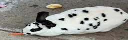 English Spot rabbits for sale: English spotted Rabbit  - Advert 7
