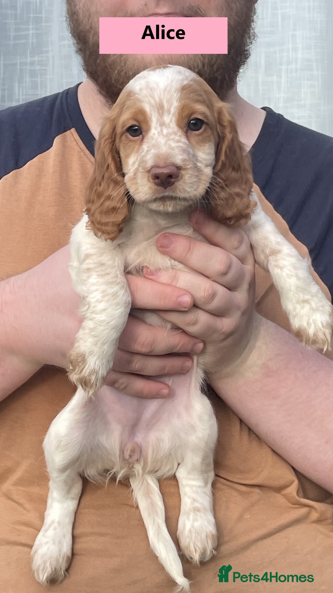 Cocker Spaniel dogs for sale: Stunning Working Cocker Spaniel Puppies - Image 8