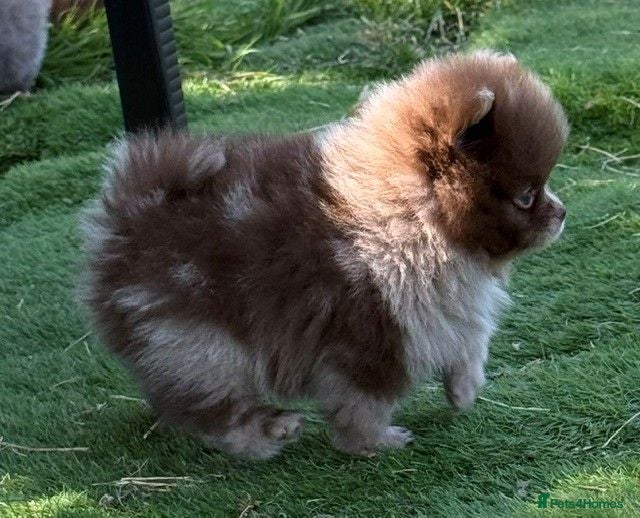 Pomeranian dogs Only UK Pom Pups All 263 DNA tests clear  - Advert 2