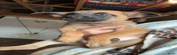 Belgian Shepherd Dog dogs for sale: Belgium malinos cross Dutch Herder puppies  - Advert 6
