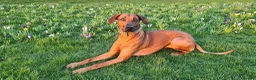 Rhodesian Ridgeback dogs for sale: KC Registered Rhodesian Ridgeback Puppies in Walsall - Advert 10