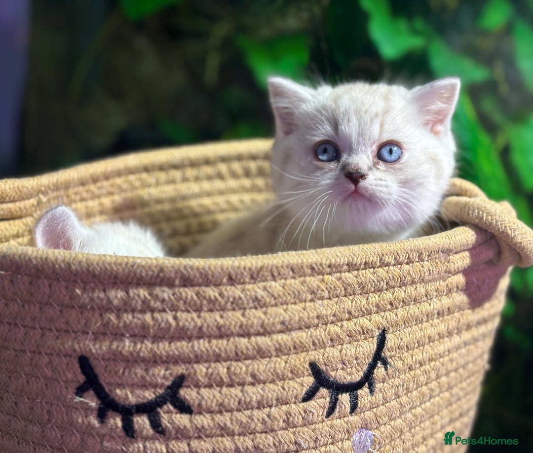 Scottish Fold cats for sale: TICA Full Pedigree kitten available  - Image 19