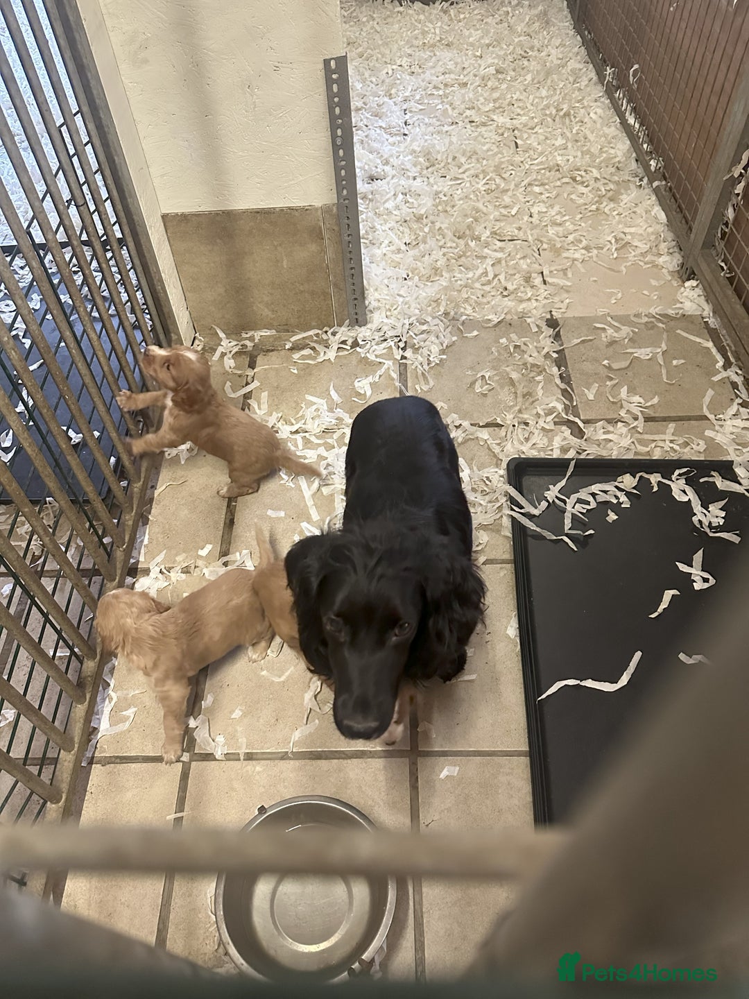 Cocker Spaniel dogs for sale: Two cocker spaniel litters - Image 19