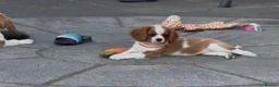 Cavalier King Charles Spaniel dogs for sale: Cavalier King Charles Spaniel Puppies  - Advert 10