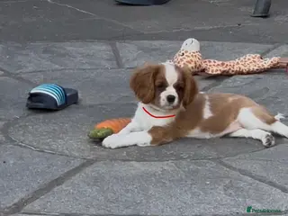 Cavalier King Charles Spaniel dogs Cavalier King Charles Spaniel Puppies - Advert 5